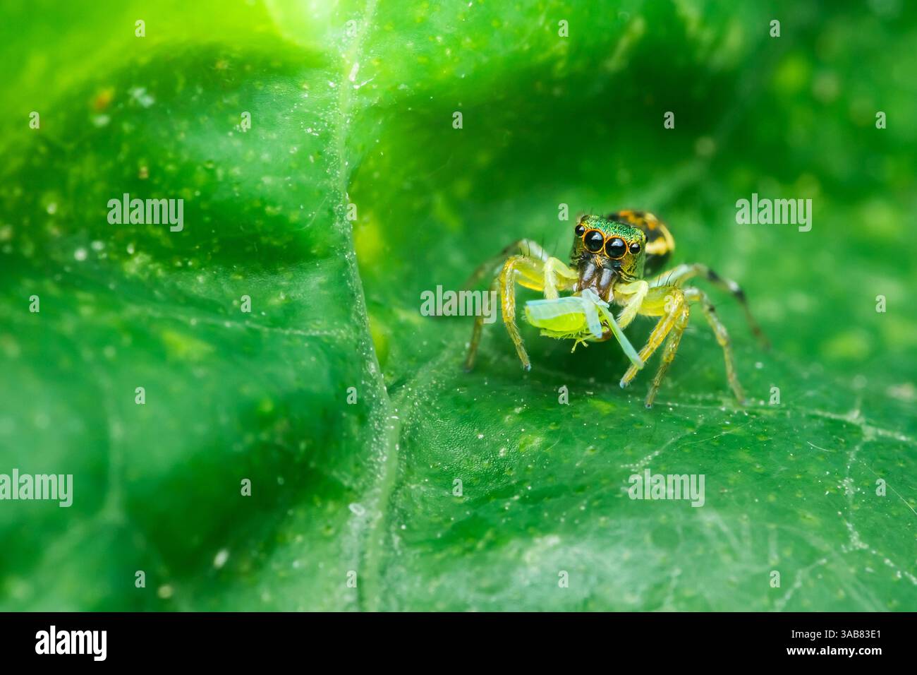 Gros plan d'une araignée sauteuse colorée dévorant sa proie sur une feuille verte vibrante, mettant en valeur les merveilles de la chaîne alimentaire de la nature Banque D'Images
