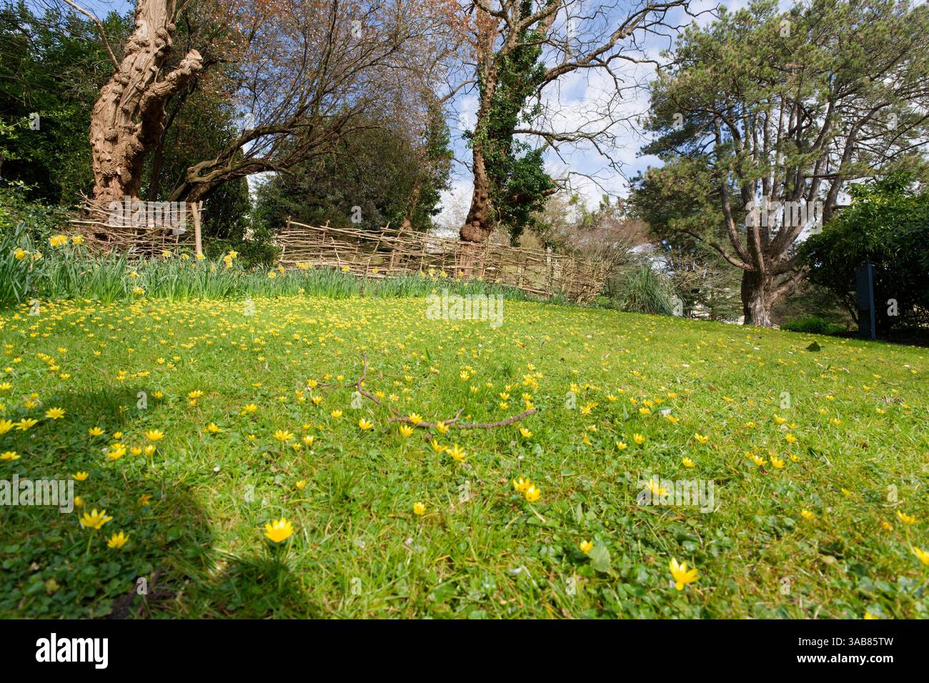 Pelouse de printemps avec des fleurs jaunes Banque D'Images