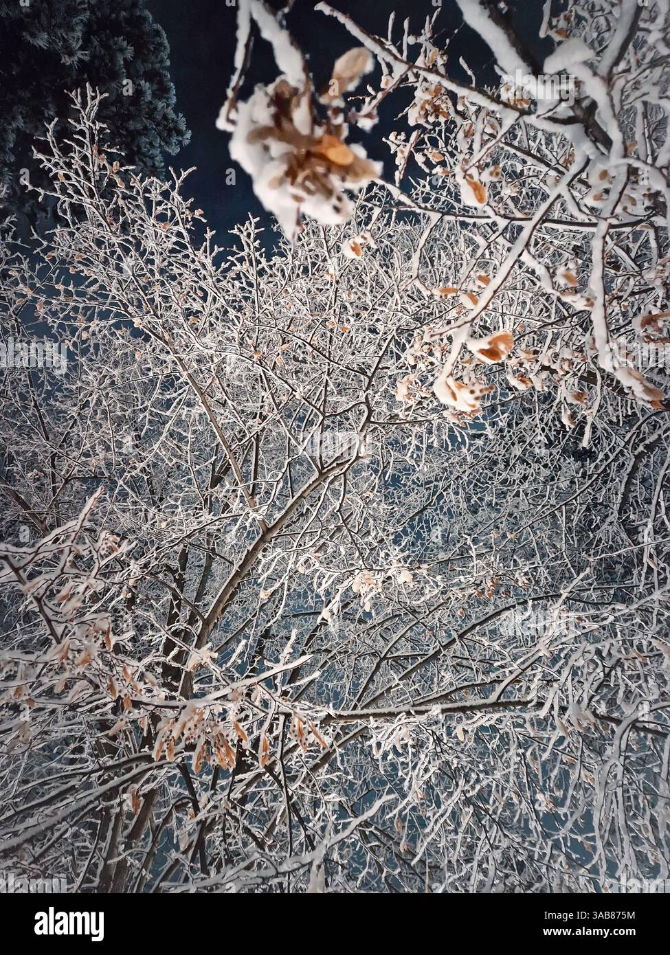 Scène nocturne d'hiver avec vue sur les branches d'arbres couvertes de neige après une tempête de neige - Image de stock capturée avec un smartphone