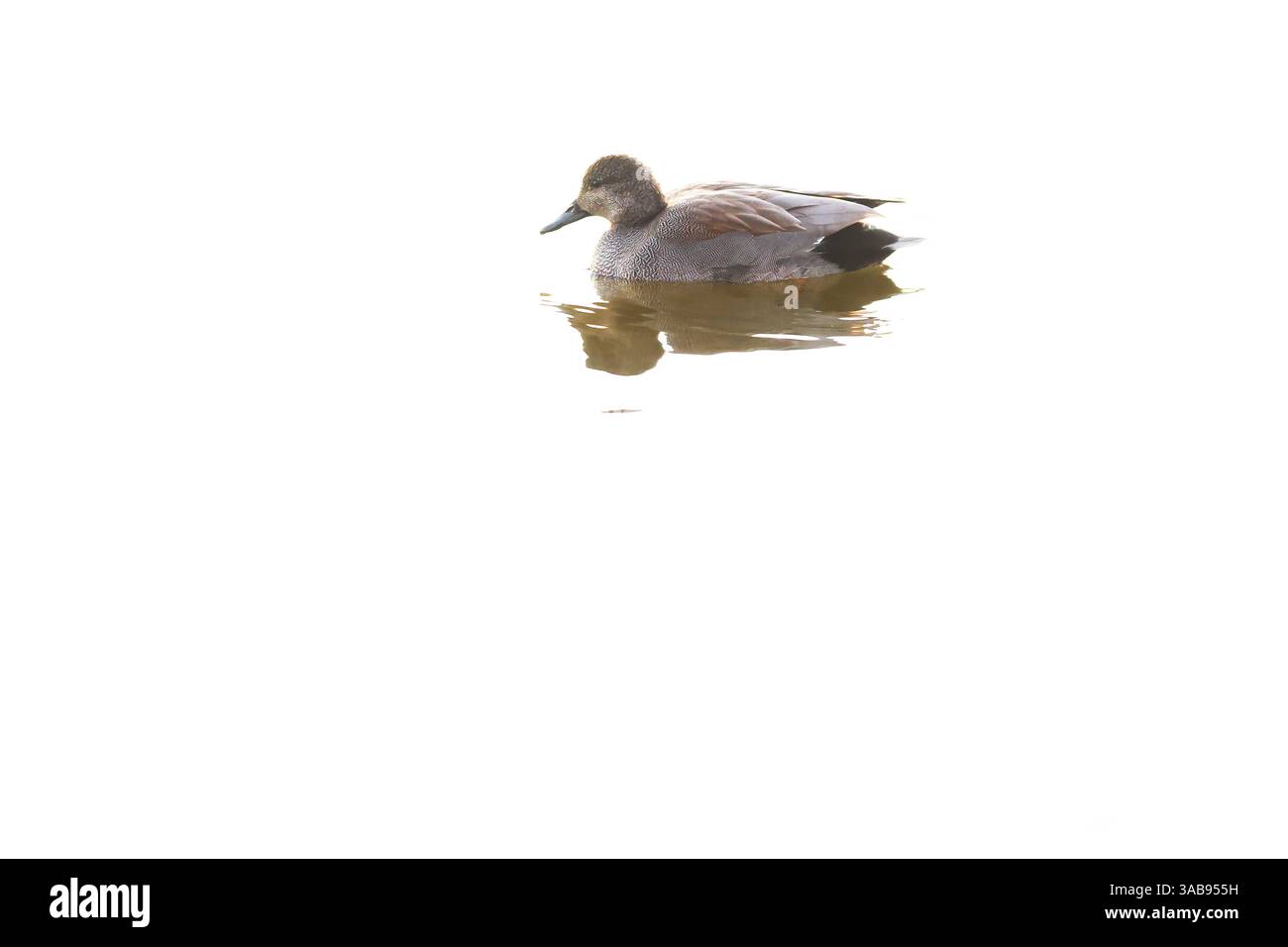 Un colvert solitaire glisse en douceur sur l'eau sereine, son reflet se reflétant doucement dans la zone humide de l'Emporda. La scène tranquille capture l'esse Banque D'Images