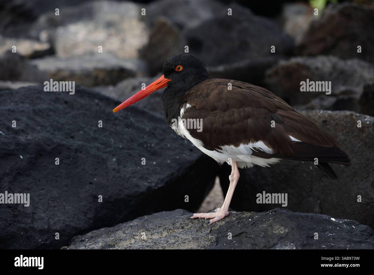 Superbe image d'un huîtier américain debout sur un terrain rocheux dans les îles Galapagos qui capture le pl noir et blanc distinctif de l'oiseau Banque D'Images
