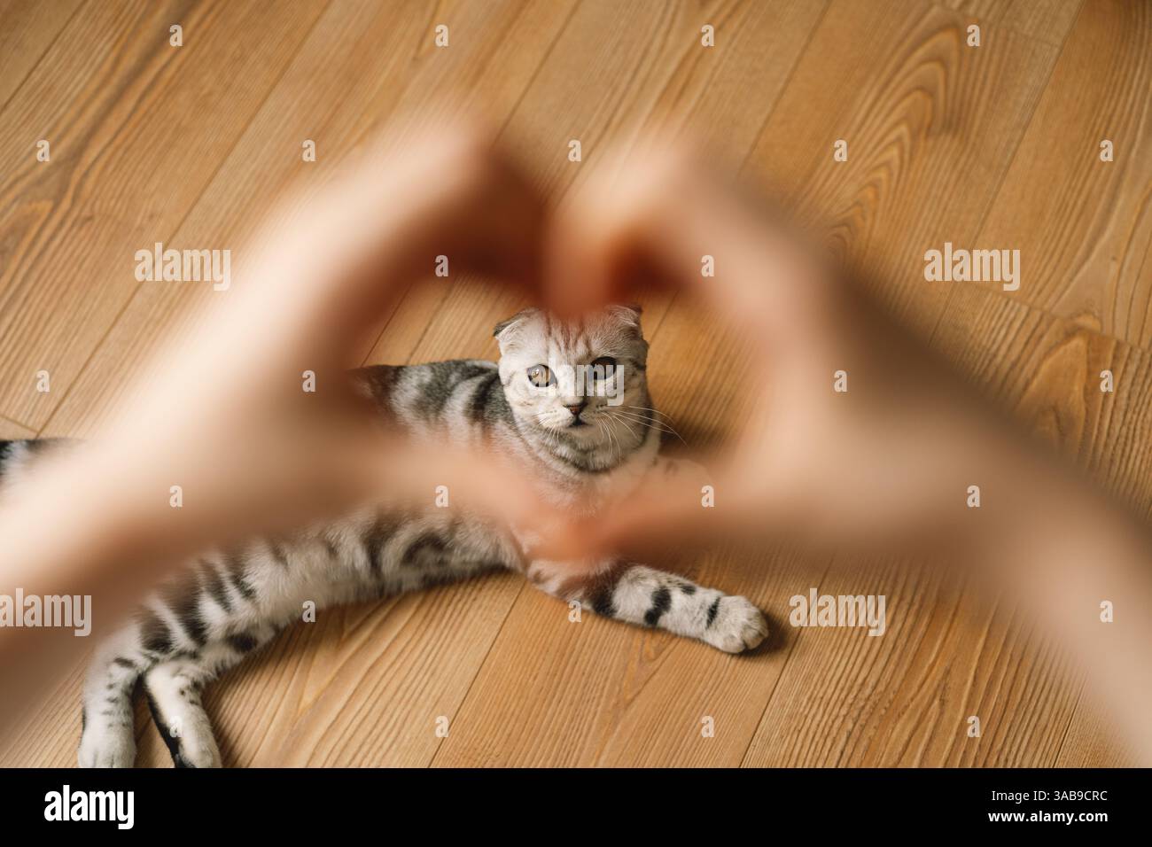 Un chat plié écossais repose sur un plancher en bois, encadré par des mains formant une forme de coeur. Les oreilles pliées distinctives et les yeux expressifs du chat sont mis au point, Banque D'Images