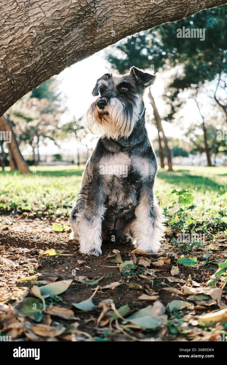 Un schnauzer se trouve sous un arbre dans un parc ensoleillé, entouré de verdure luxuriante et de feuilles tombées. La lumière du soleil filtre à travers les arbres, créant un outdo serein Banque D'Images