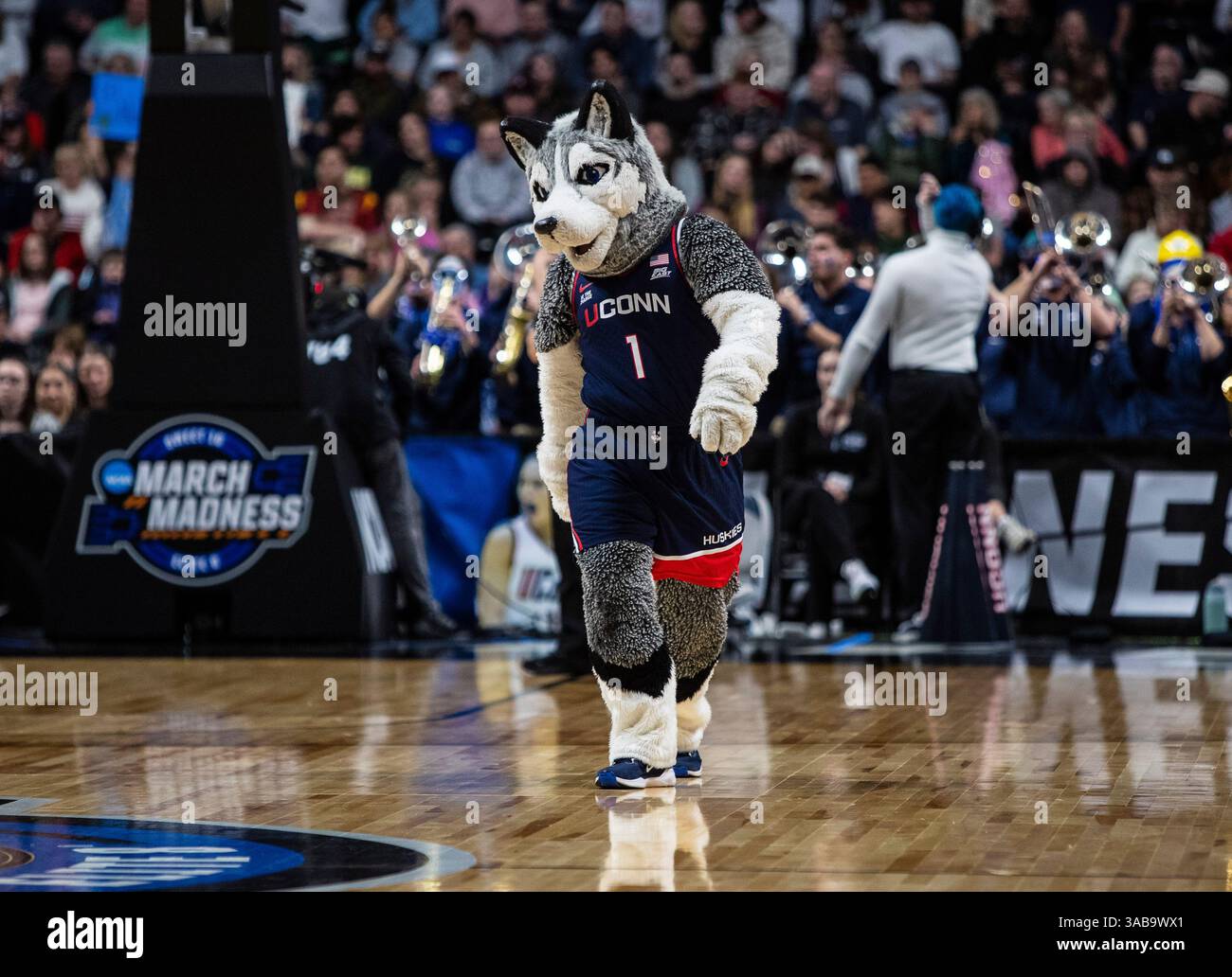 Mars 31 2025 la mascotte UConn de Spokane WA U.S.A. sur le terrain lors du match deux de la NCAA Women's Basketball Regional Elite Eight entre les Trojans de l'USC et les Huskies de l'UConn. UConn a battu l'USC 78-64 à Spokane Veterans Memorial Arena, Spokane, WA. Thurman James/CSM (crédit image : © Thurman James/Cal Sport Media) Banque D'Images