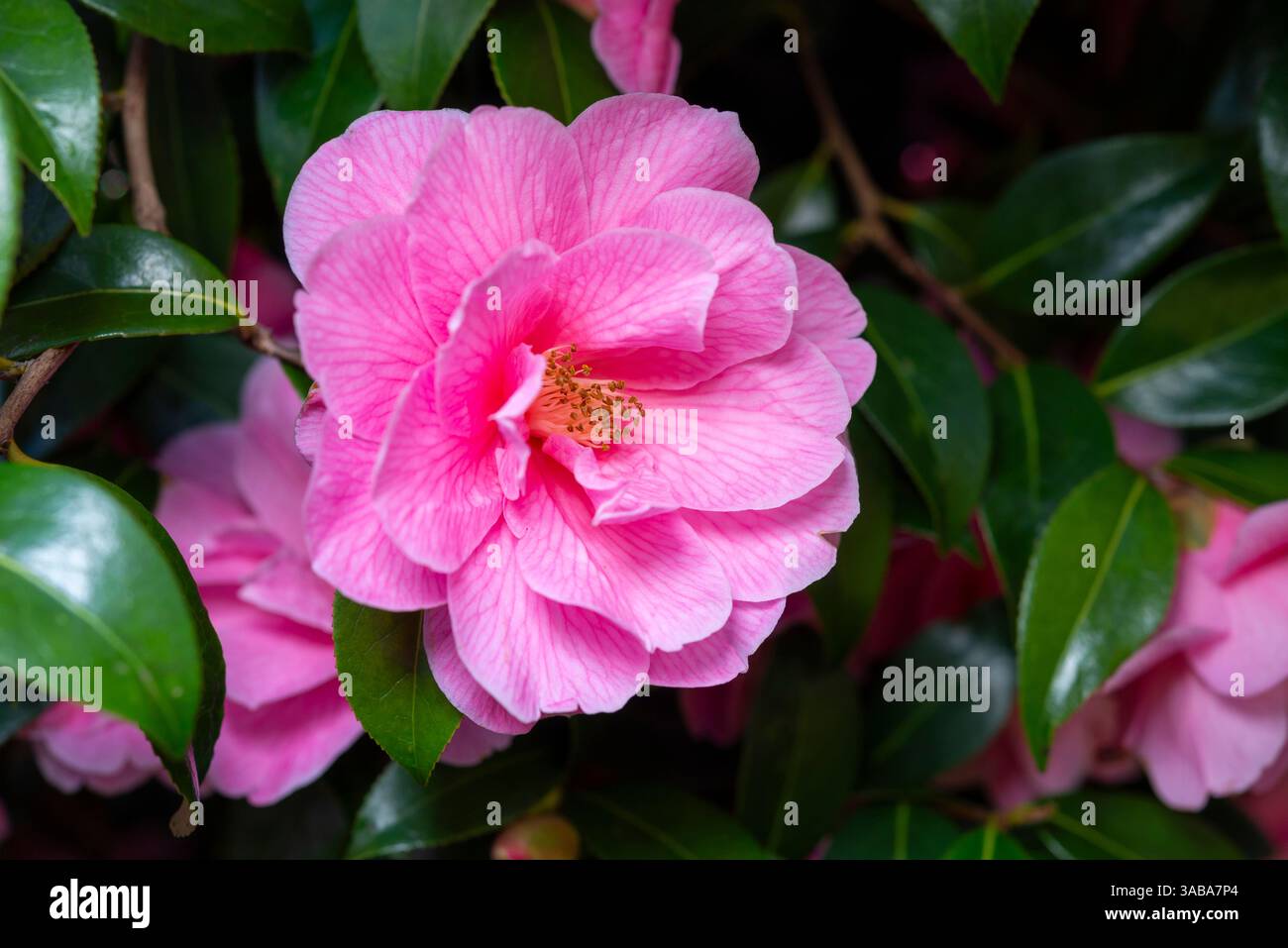 Camellia x williamsii 'donation' floraison au printemps Banque D'Images