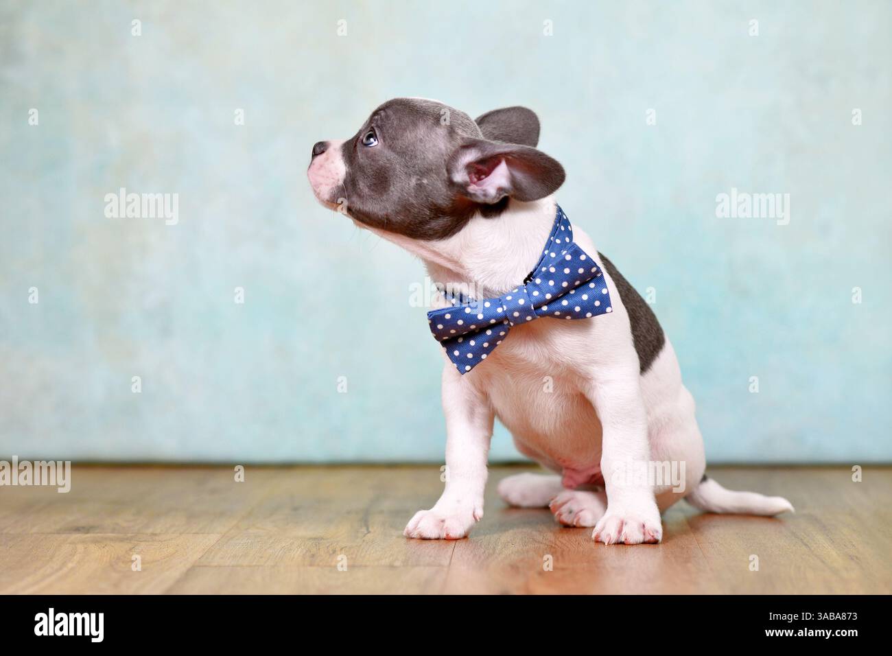 Vue latérale d'un chiot bouledogue français en bonne santé avec long nez et queue et noeud papillon devant le fond du studio Banque D'Images