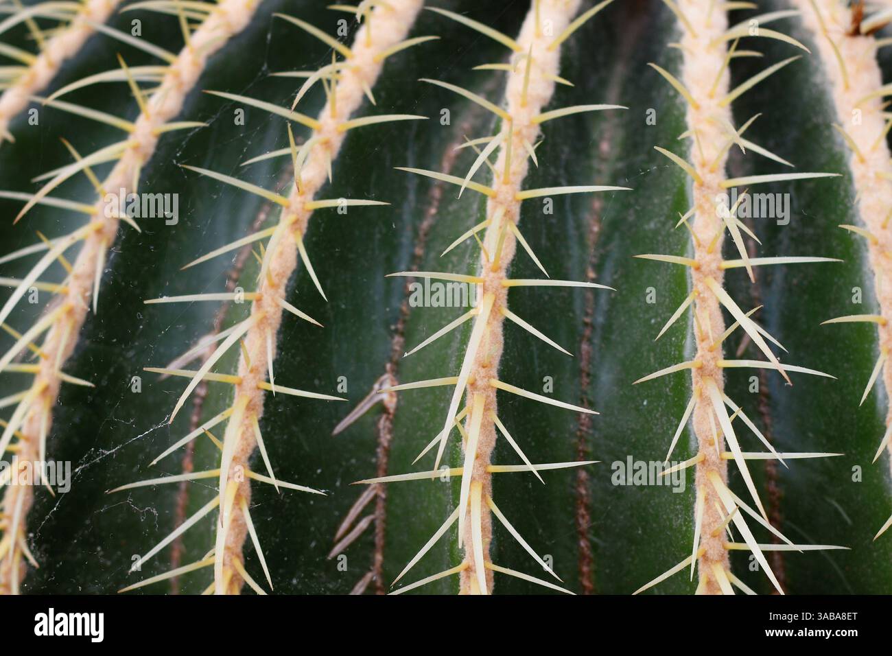 Gros plan des épines de la plante de cactus en baril géant 'Echinocactus Platyacanthus' Banque D'Images