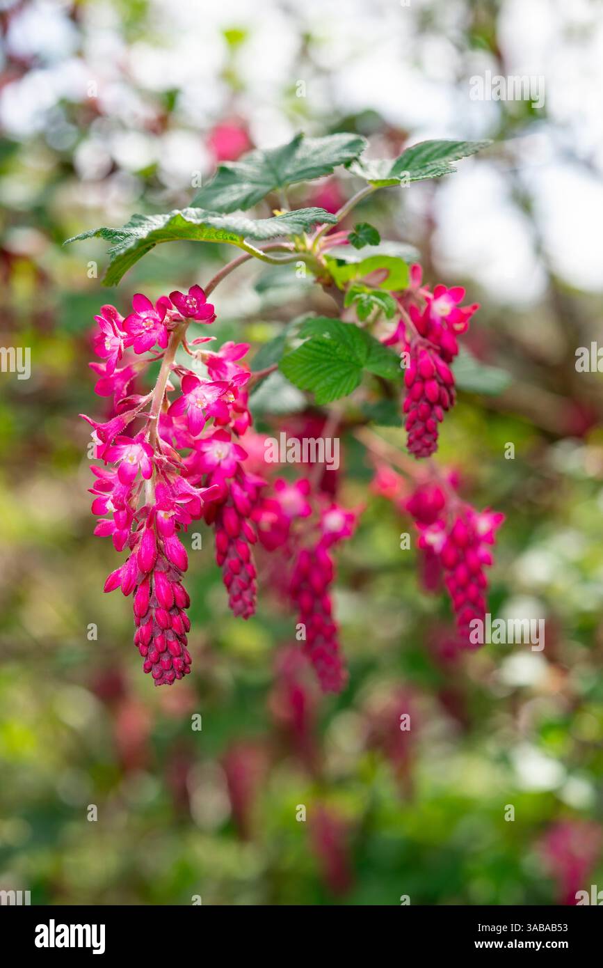 Ribes Sanguineum (Currant fleuri) avec des grappes de fleurs rouges suspendues aux branches au printemps. Banque D'Images