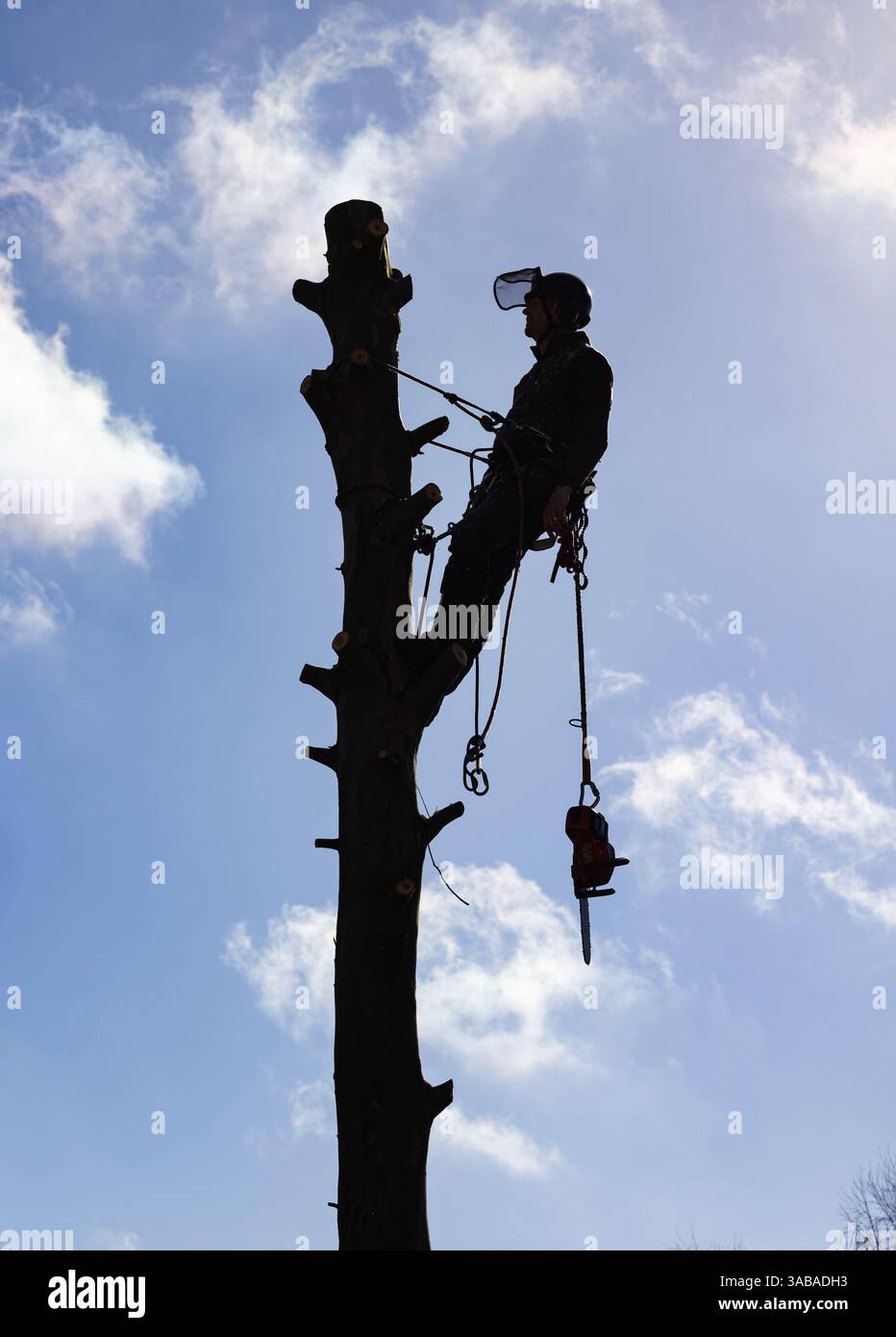 Silhouette d'un arboriste chirurgien arboricole dans un harnais coupant un arbre d'eucalyptus avec une scie à chaîne. Banque D'Images