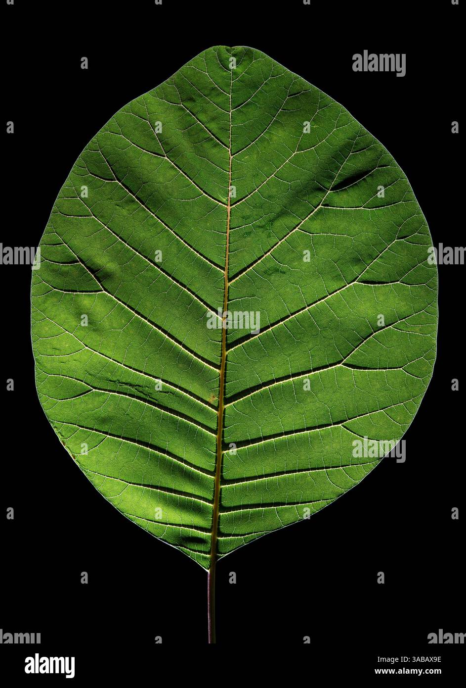 Cotinus coggygria 'violet royal'. Douille de fumée. Photographie de studio de feuille individuelle rétroéclairée. Banque D'Images
