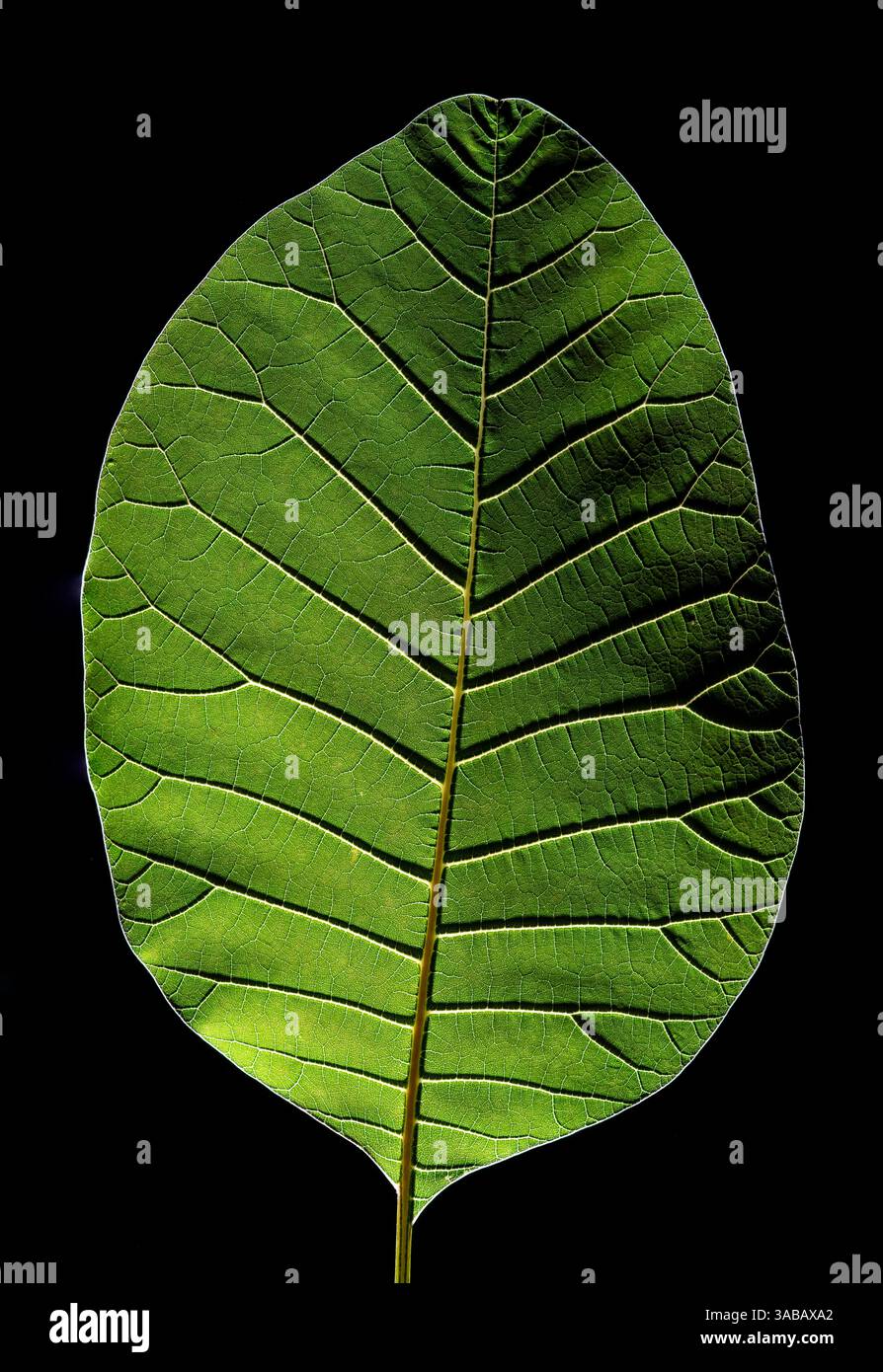 Cotinus coggygria 'violet royal'. Douille de fumée. Photographie de studio de feuille individuelle rétroéclairée. Banque D'Images