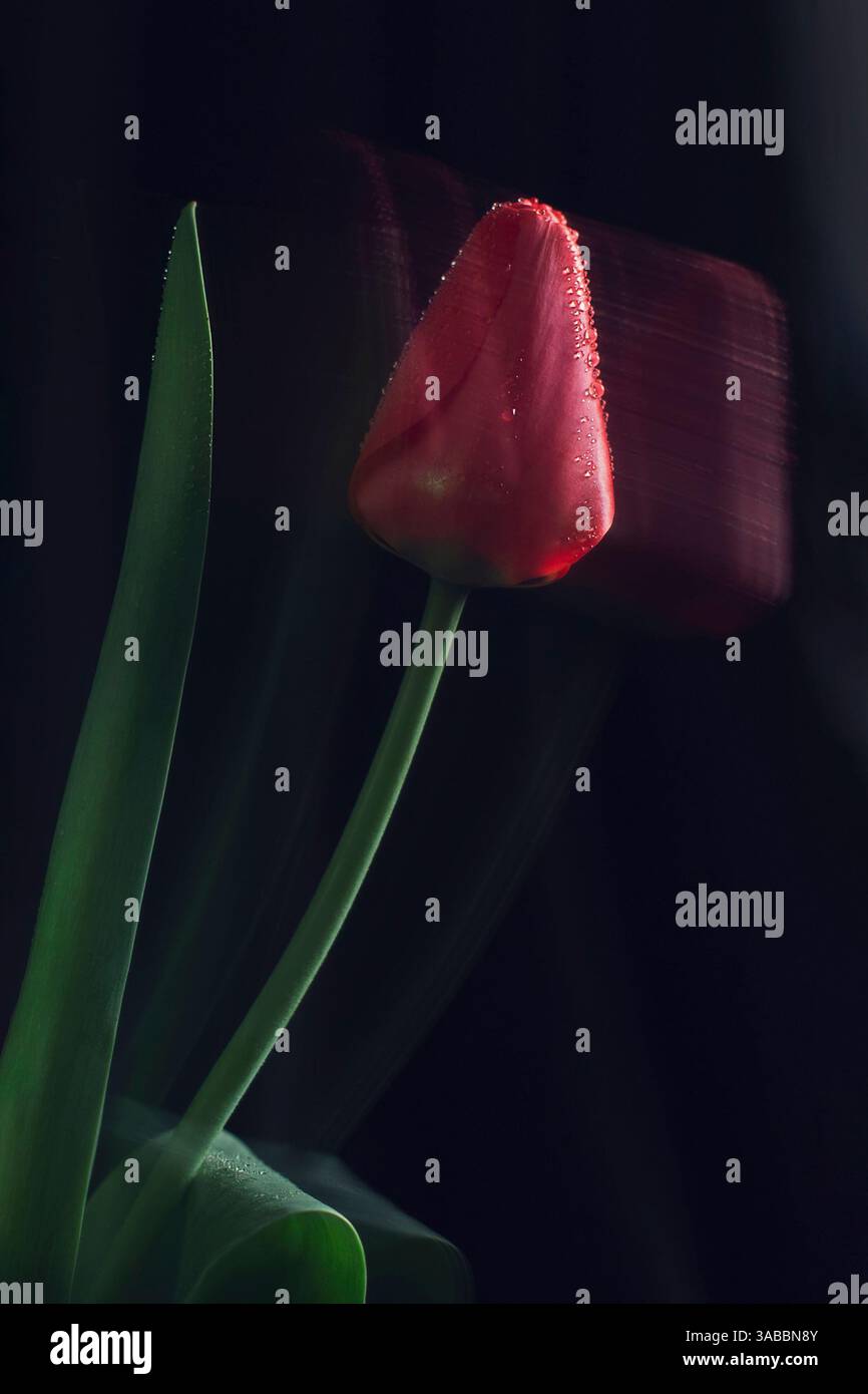 Tulipe rouge avec des gouttelettes d'eau, capturée avec une longue exposition sur un fond sombre. Gros plan floral artistique, photographie en basse lumière Banque D'Images