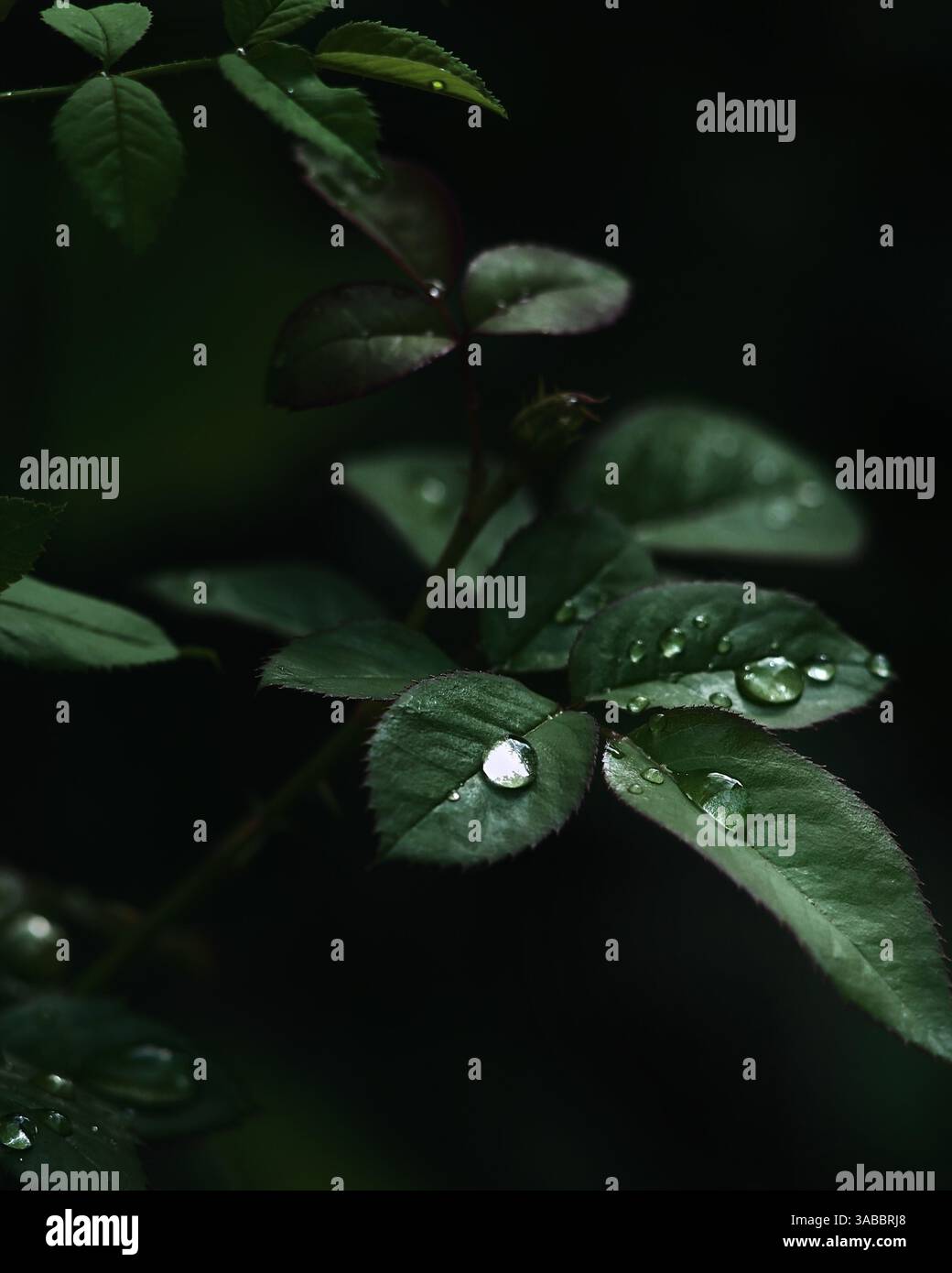 Gros plan de feuilles vert foncé recouvertes de gouttes de pluie fraîches sur un fond sombre et de mauvaise humeur. Gros plan Banque D'Images