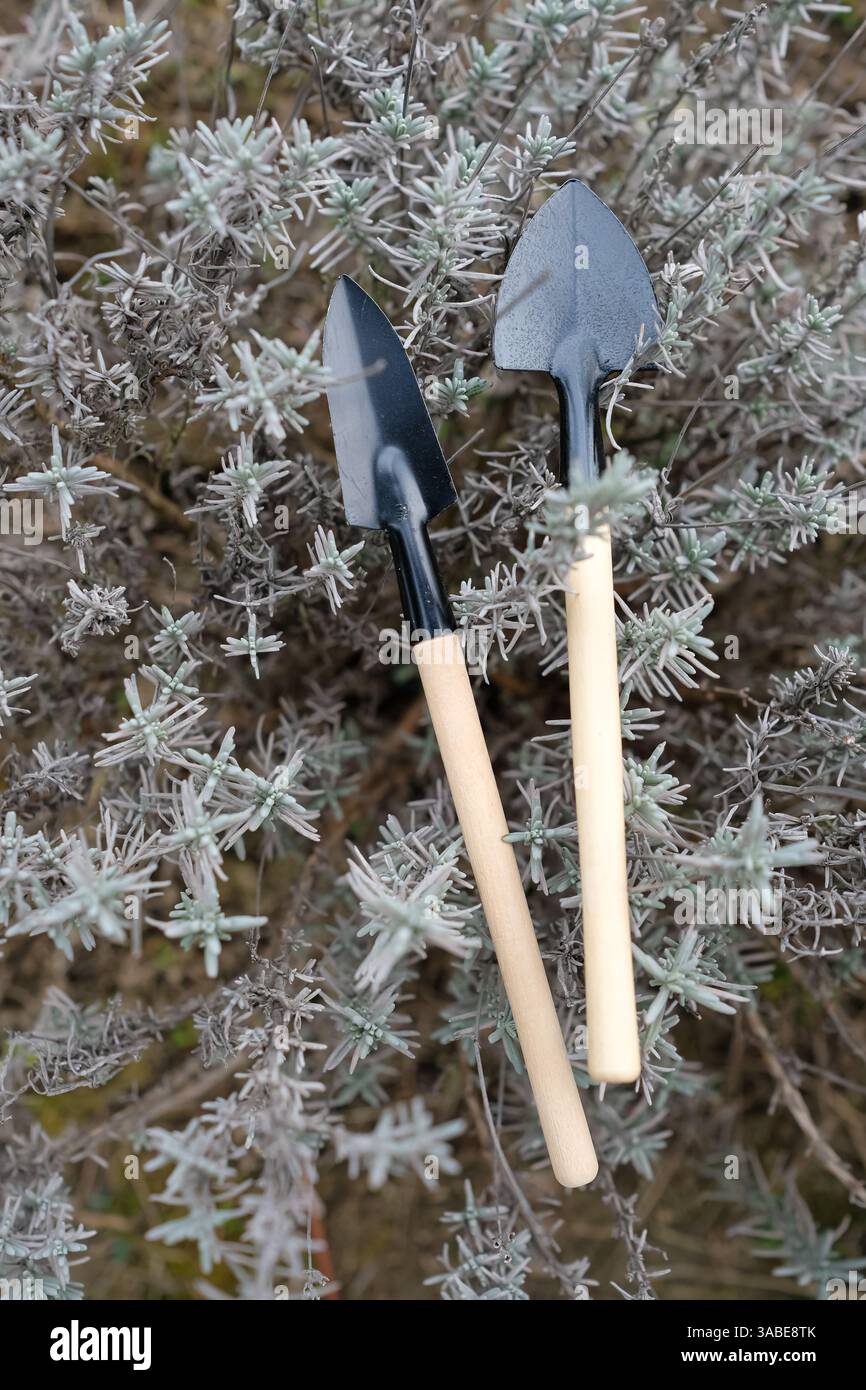Petits outils de jardin sur un fond de buisson de lavande. Entretien du jardin. Vue de dessus. Mise au point sélective. Banque D'Images