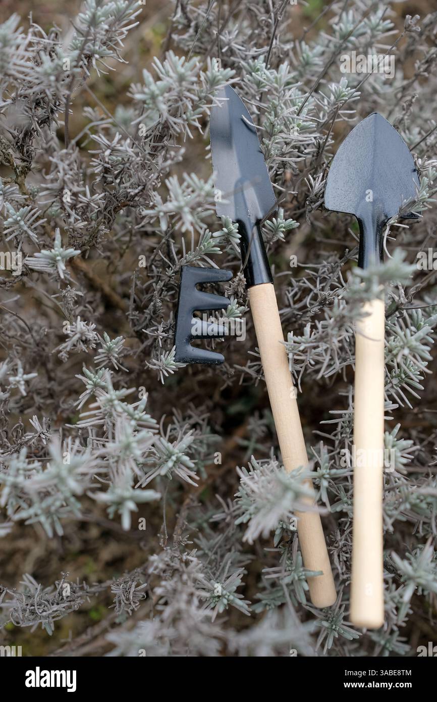 Petits outils de jardin sur un fond de buisson de lavande. Entretien du jardin. Vue de dessus. Mise au point sélective. Banque D'Images