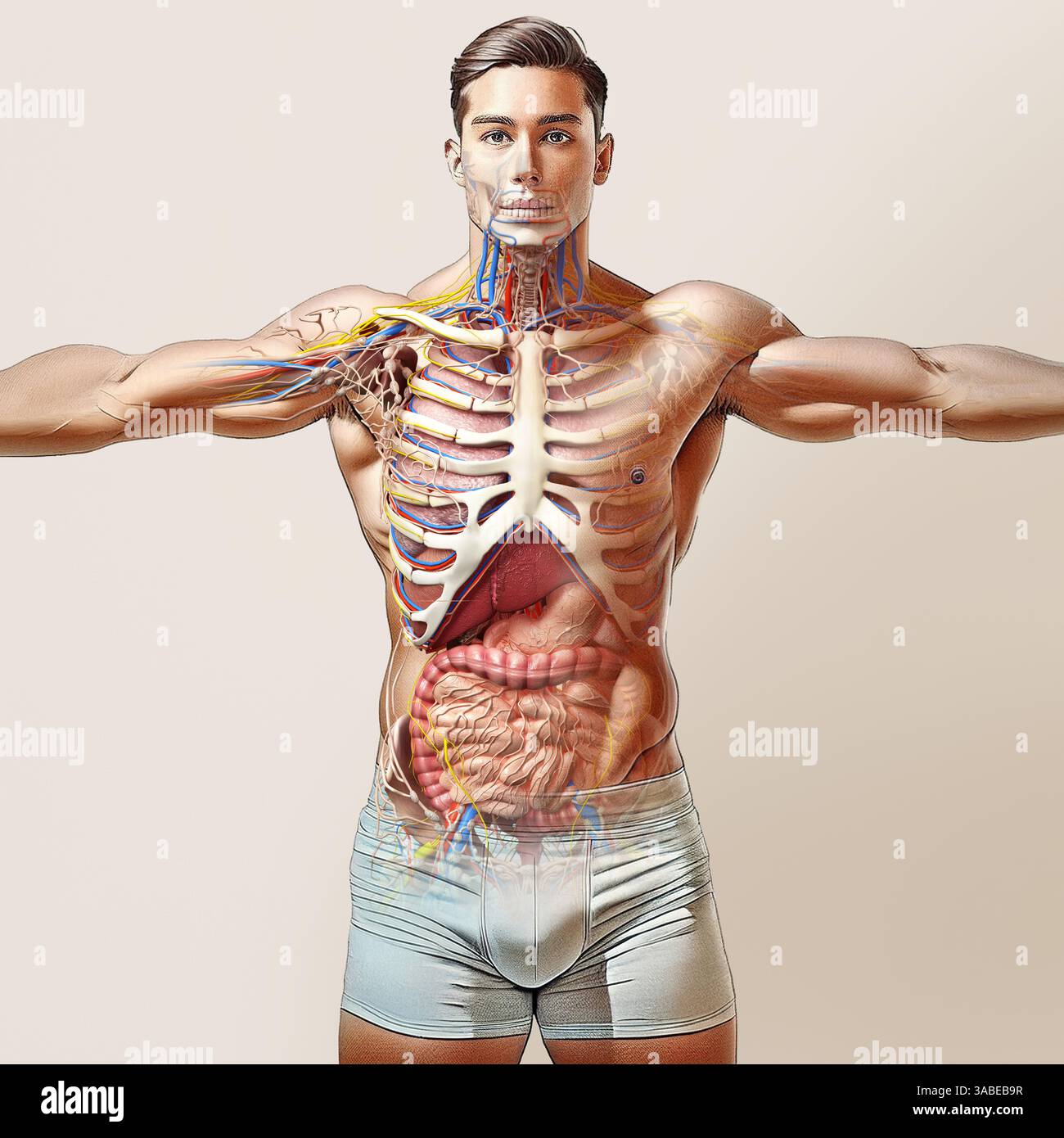 Diagramme des systèmes d'anatomie totale de l'homme avec effet fantôme. Vue avant de la partie supérieure de la figure debout sur fond lumineux. Banque D'Images