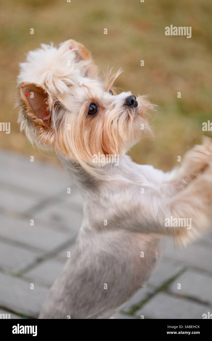 Drôle chien mignon Yorkshire Terrier debout sur les pattes arrière regardant le propriétaire pendant la promenade dans le parc, gros plan. Danse de chien, dressage de chien, exécution de commandes. Banque D'Images