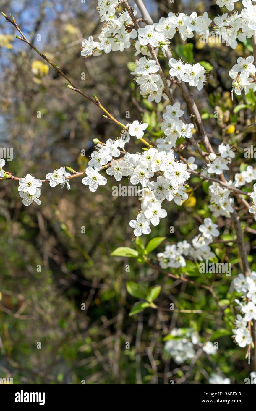 Prunellier Prunus spinosa fleurs Banque D'Images