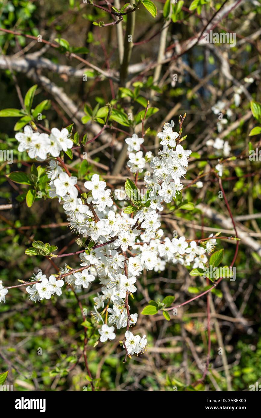 Prunellier Prunus spinosa fleurs Banque D'Images