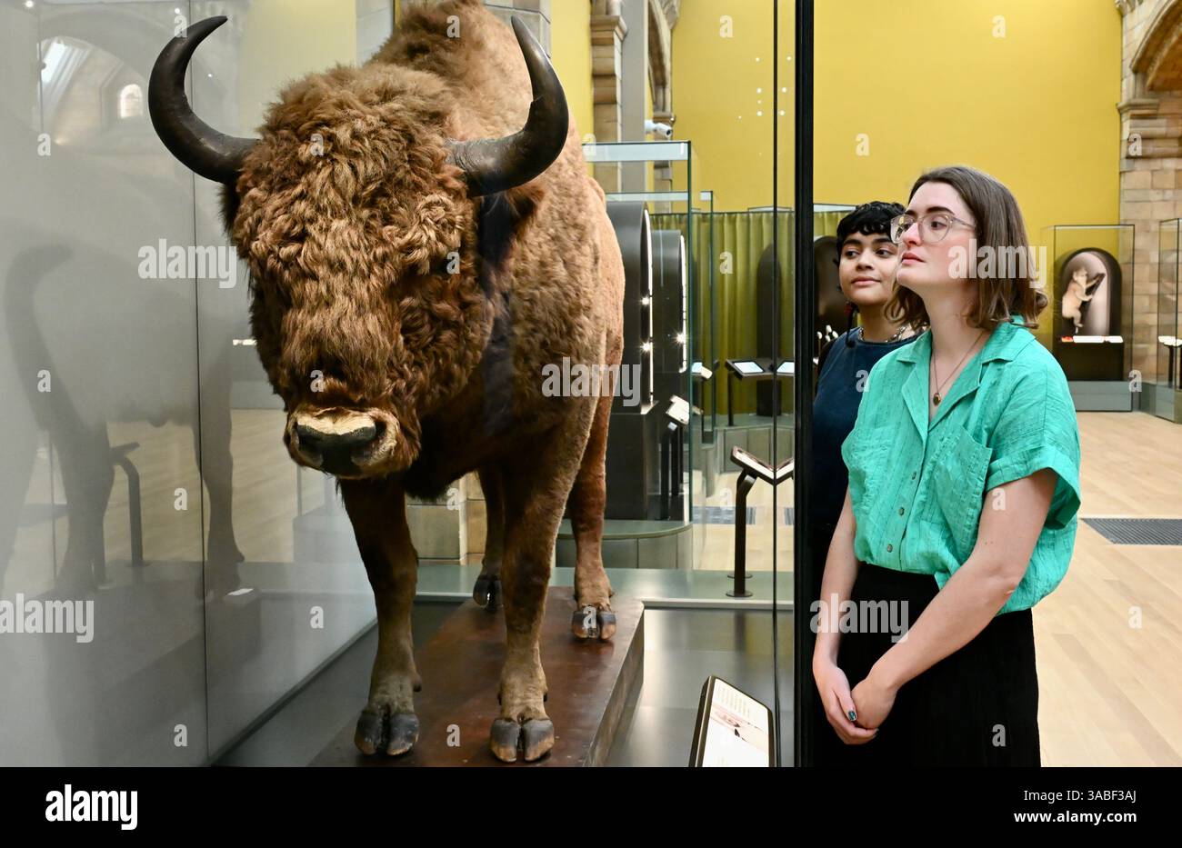 Londres, Royaume-Uni. SOUS EMBARGO jusqu'à 20h le 2 avril 2025. Ouvriers de musée avec un bison. Aperçu de presse de la nouvelle exposition « fixer notre planète brisée », Muséum d'histoire naturelle. La première nouvelle galerie permanente du Musée en près d'une décennie, le public verra plus de 200 objets remarquables du monde naturel, sélectionnés par les scientifiques du Musée pour mettre en valeur notre planète en mutation. Crédit : michael melia/Alamy Live News Banque D'Images