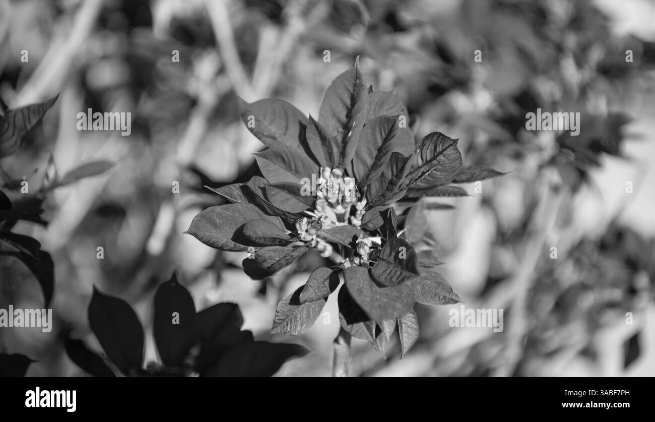 Rouge poinsettia euphorbia pulcherrima fleur plante florale Banque D'Images