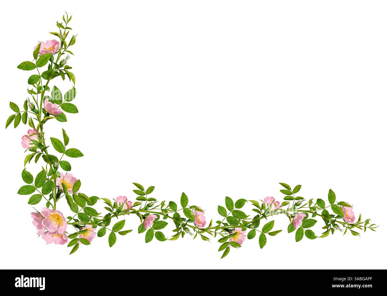 Jeune teasel sauvage (dipsacus fullonum) isolé sur fond blanc. Banque D'Images