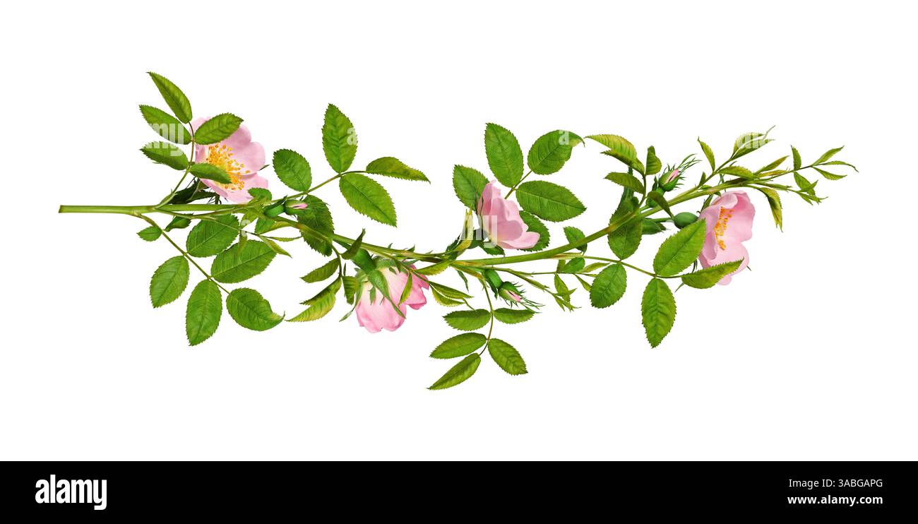 Arrangement floral vintage, collage. Branches vertes de rose de chien (Rosa canina) avec des fleurs roses isolées sur fond blanc. Banque D'Images