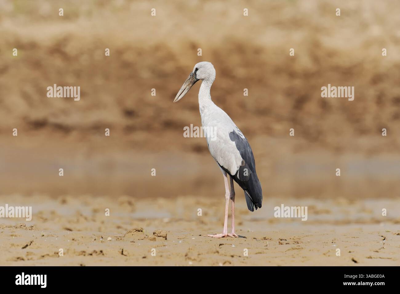 Asian Openbill ou Asian Openbill Stork (Anastomus oscitans), Uttar Pradesh, India | Silberklaffschnabel (Anastomus oscitans), Uttar Pradesh, Indien Banque D'Images