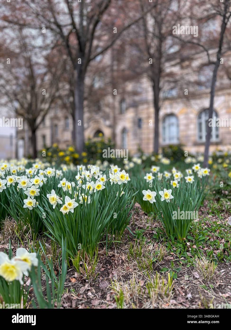 Fleurs blanches par une bande de plantation avec bâtiment historique comme arrière-plan Banque D'Images