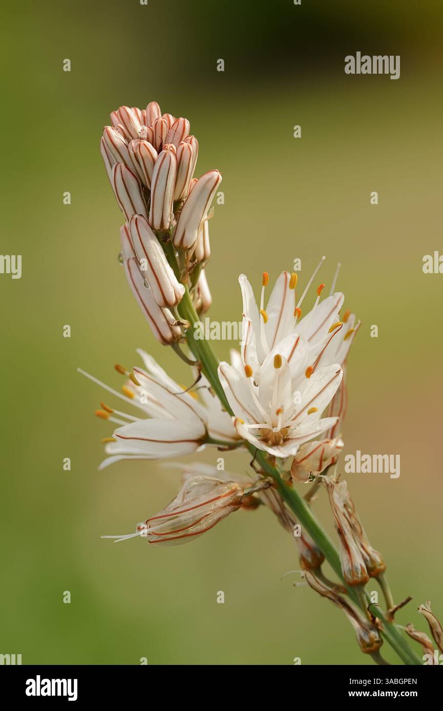 Ashodel ramifié (Asphodelus ramosus), Provence, France | Ästiger Affodill oder Kleinfrüchtiger Affodill (Asphodelus ramosus), Blüten, Provence Banque D'Images