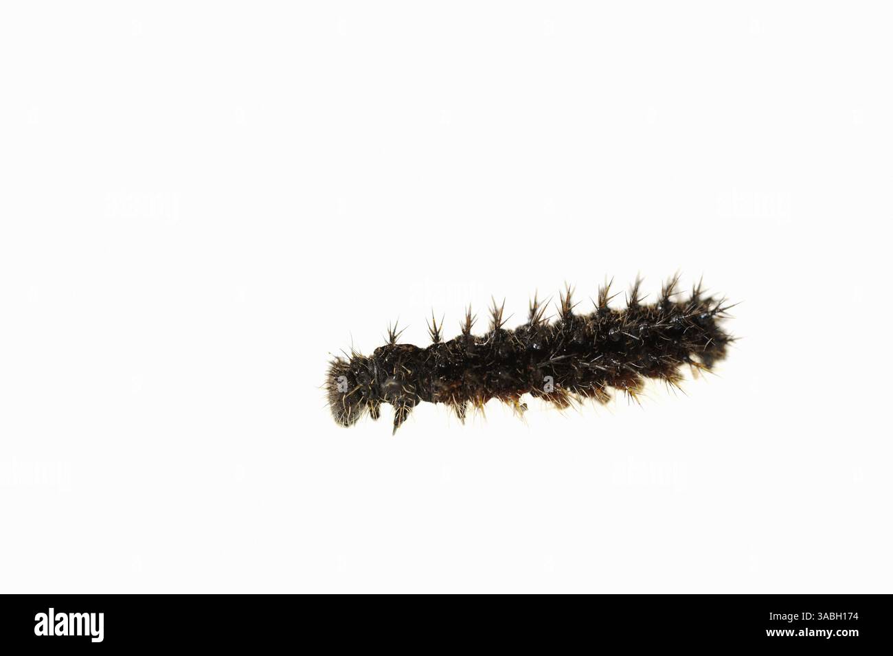 Petit écaille de Tortue (Nymphalis urticae, Aglais urticae), chenille sur fond blanc | Kleiner Fuchs (Nymphalis urticae, Aglais urticae), Raupe Banque D'Images