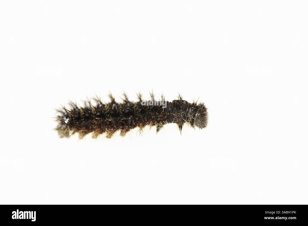 Petit écaille de Tortue (Nymphalis urticae, Aglais urticae), chenille sur fond blanc | Kleiner Fuchs (Nymphalis urticae, Aglais urticae), Raupe Banque D'Images