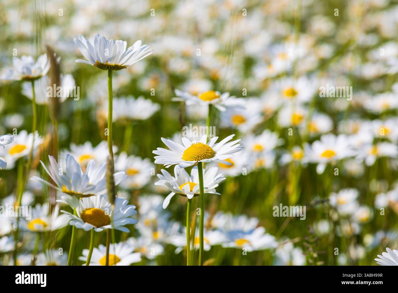 üppig blühen Magerwiesen-Margeriten Leucanthemum vulgare, Sachsen, Deutschland *** marguerites de prairies fleuries luxuriantes Leucanthemum vulgare, Saxe, Allemand Banque D'Images