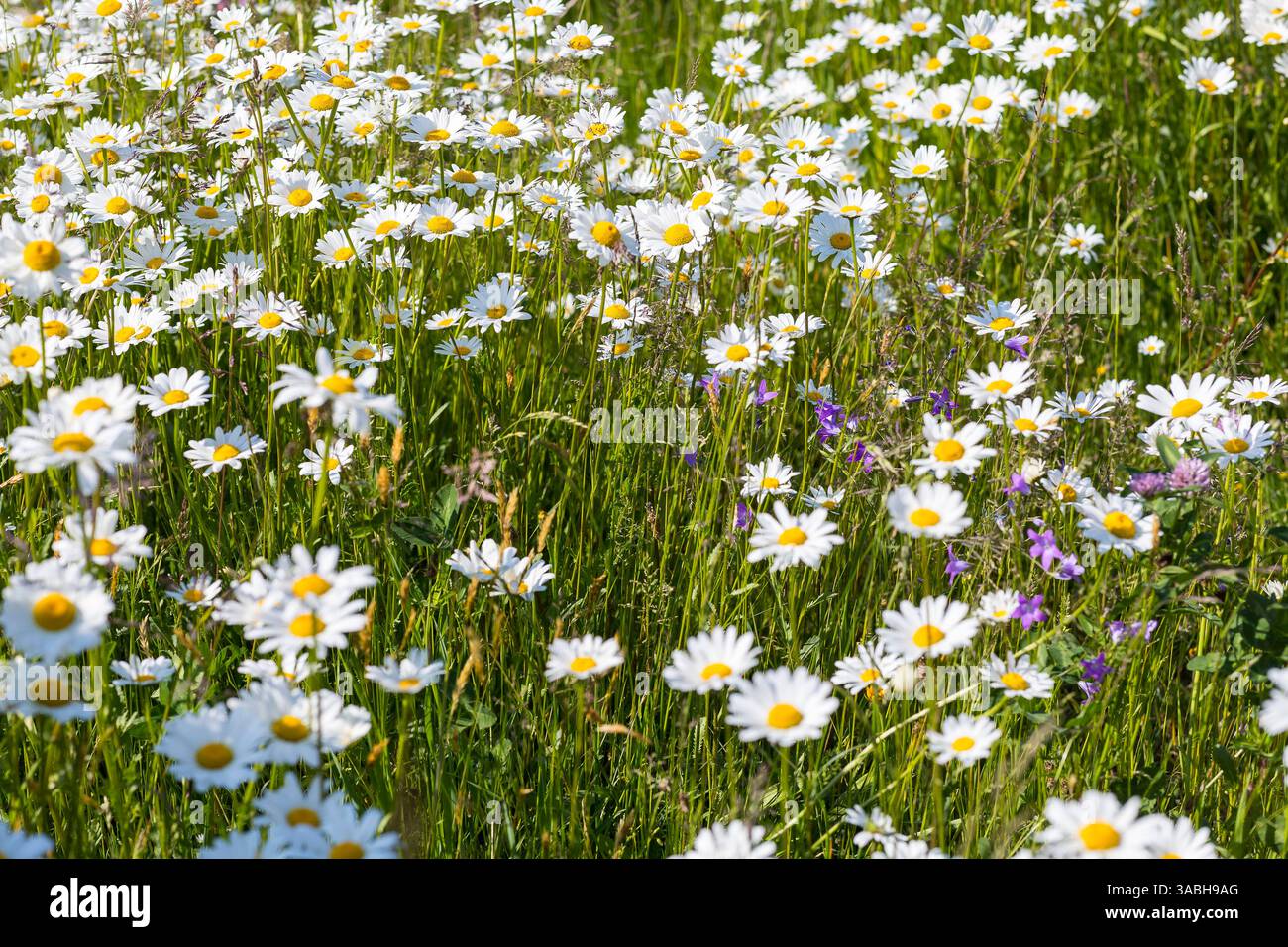 üppig blühen Magerwiesen-Margeriten Leucanthemum vulgare, Sachsen, Deutschland *** marguerites de prairies fleuries luxuriantes Leucanthemum vulgare, Saxe, Allemand Banque D'Images