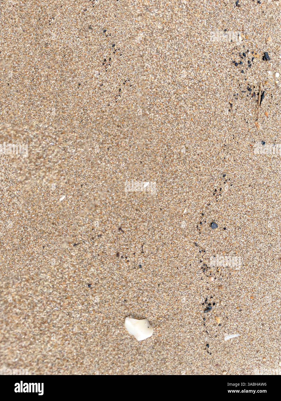 coquillages sur des textures de fond de plage de sable Banque D'Images