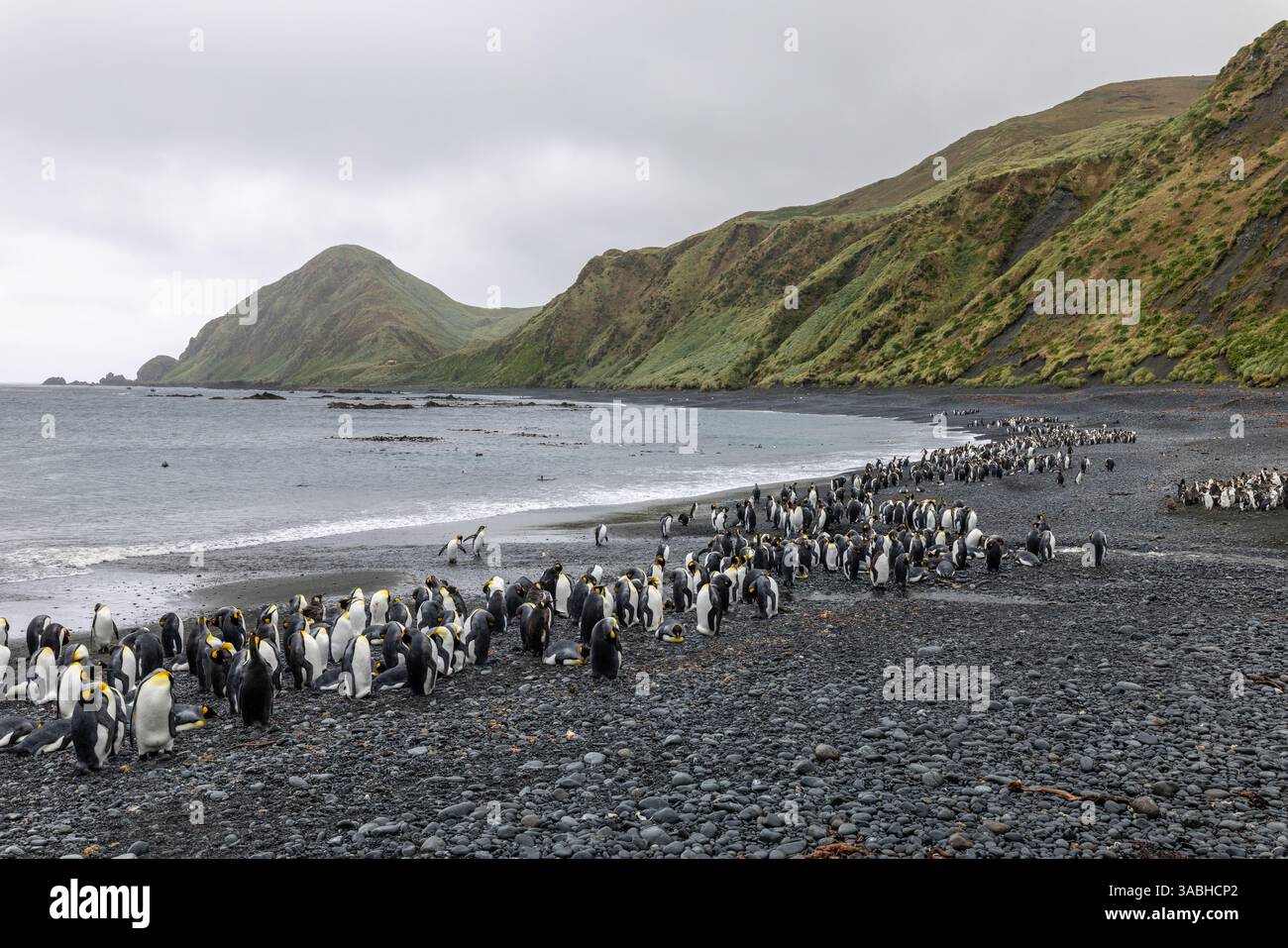 Manchots royaux sur la rive rocheuse de Sand Bay, Macquarie Island, Australie Banque D'Images