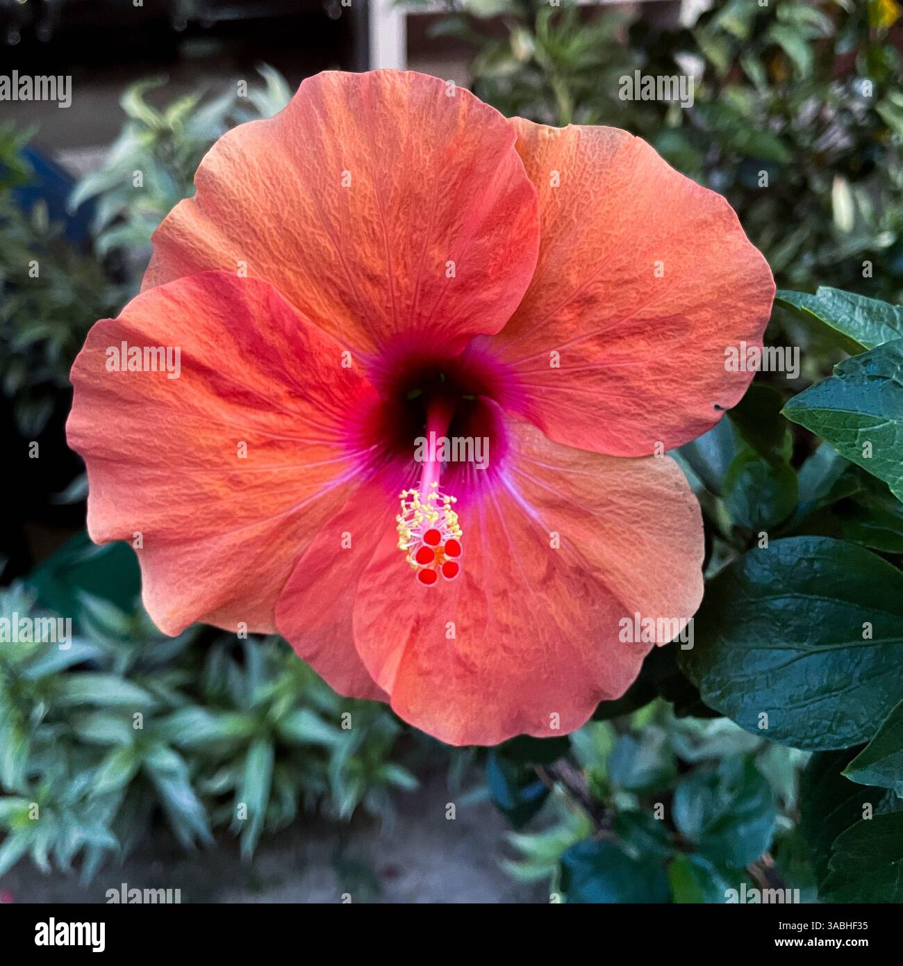 Fleur d'hibiscus contre feuillage vert - Image de stock capturée avec un smartphone