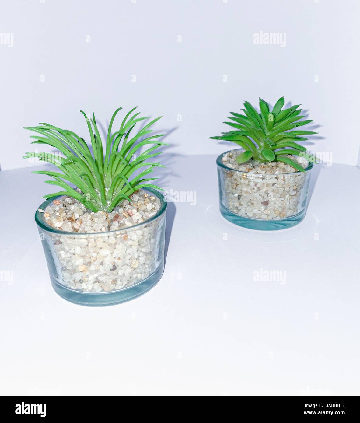 Belles décorations de plantes artificielles, fausse verdure de table à la maison avec des pots en verre clair isolés sur fond blanc. - Image de stock capturée avec un smartphone