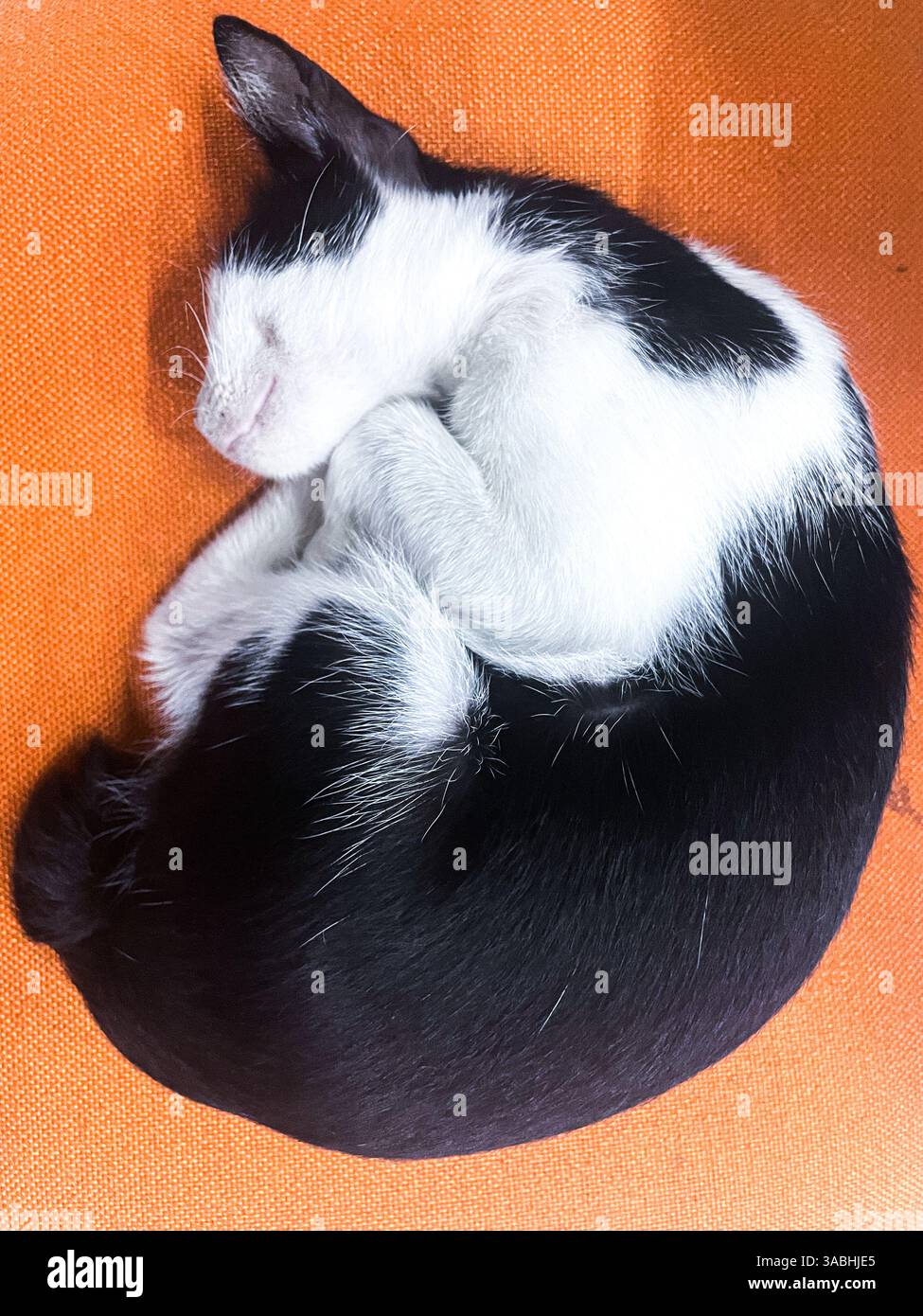 chat sauvage noir et blanc dormant enroulé sur une chaise orange vue de dessus - Image de stock capturée avec un smartphone