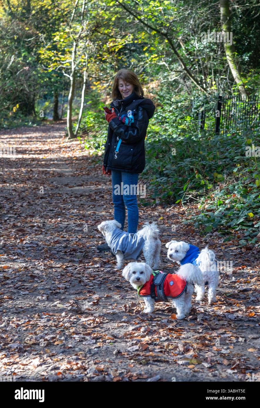 Femme promenant chiens Hampstead Heath Londres Royaume-Uni Banque D'Images