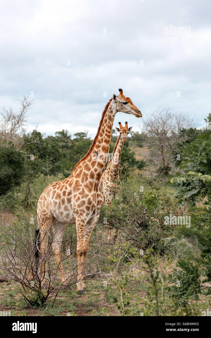 Deux girafes se promènent dans la savane en Afrique du Sud. Parc national Kruger, safari, animaux dans l'habitat naturel, faune Banque D'Images