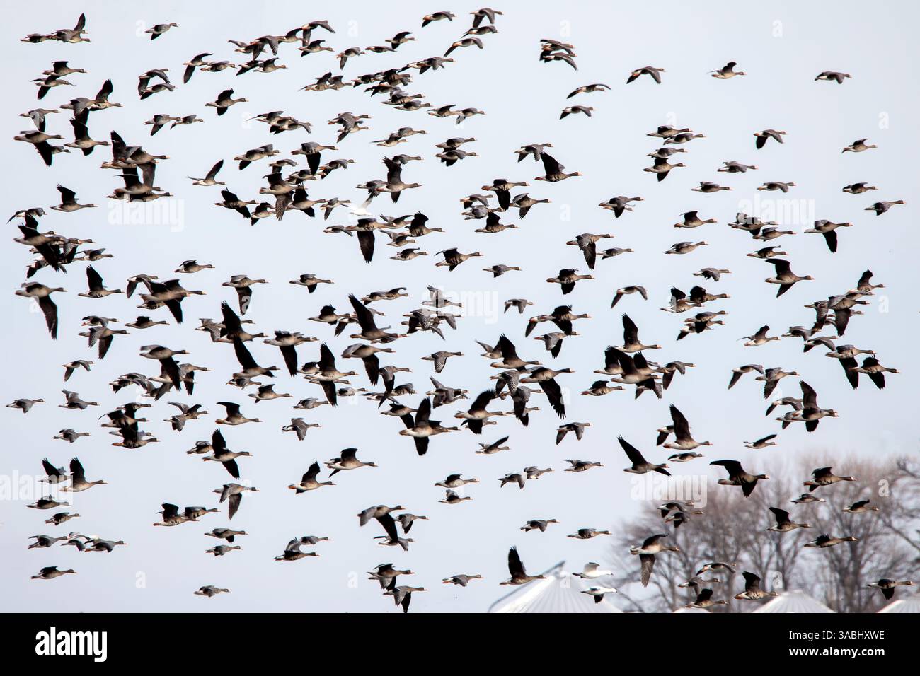 Un grand troupeau d'oies des neiges volant dans le ciel bleu un jour de printemps dans l'Iowa. Banque D'Images