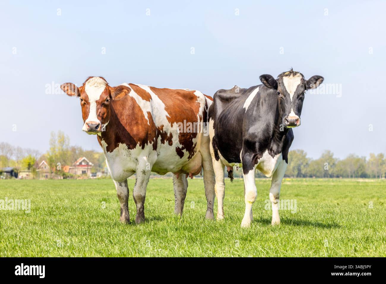 Deux vaches debout sur toute la longueur noir rouge et blanc, debout côte à côte dans un champ, regardant curieux, diversité de couleurs dans un champ vert sous un Banque D'Images