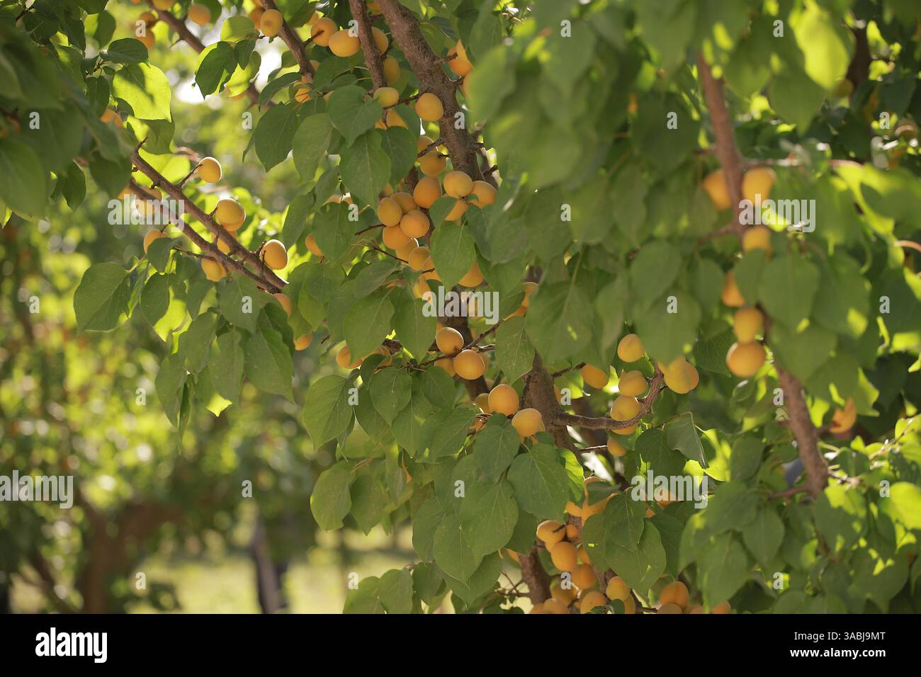Fruits frais du Tadjikistan Banque D'Images