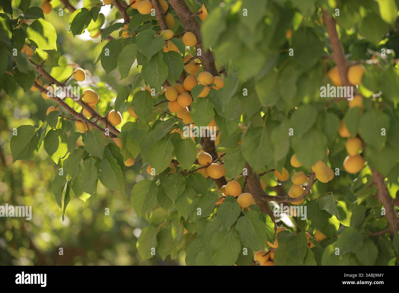 Fruits frais du Tadjikistan Banque D'Images