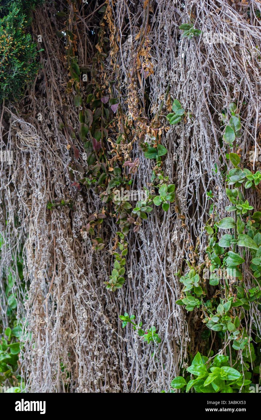 Fond de plante séchée avec des vignes vertes et des éléments organiques texturés Banque D'Images