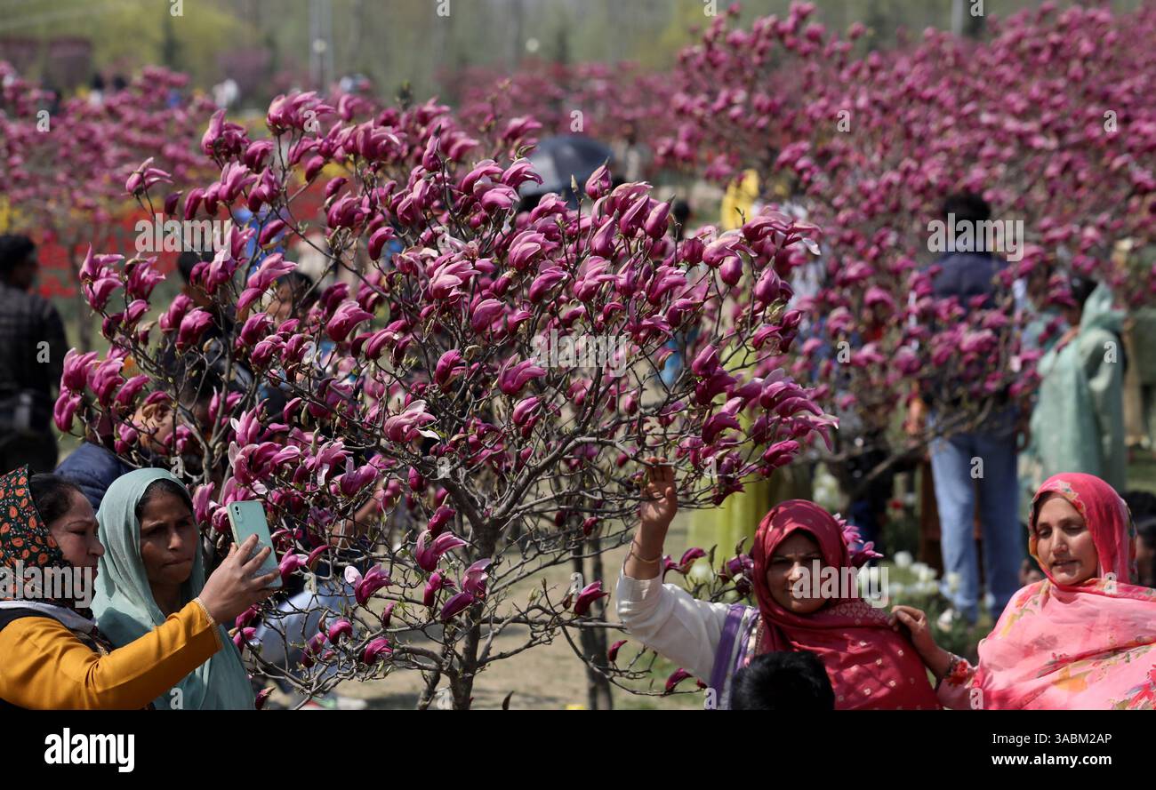 Jardin de tulipes à Srinagar, Inde les visiteurs prennent des photos à l'intérieur du jardin de tulipes au pied de la chaîne de montagnes Zabarwan à Srinagar, Inde, le 02 avril 2025. Le jardin de tulipes Indira Gandhi Memorial à Srinagar est réputé pour être le plus grand jardin de tulipes d Asie. Srinagar India Copyright : xMatrixxImages/DanishxIsmailx Banque D'Images