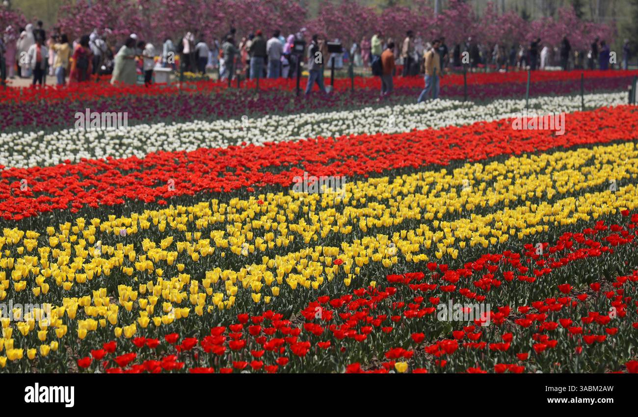 Jardin de tulipes à Srinagar, Inde les fleurs de tulipes sont photographiées en pleine floraison alors que les visiteurs marchent à l'intérieur du jardin de tulipes au pied de la chaîne de montagnes Zabarwan à Srinagar, Inde, le 02 avril 2025. Le jardin de tulipes Indira Gandhi Memorial à Srinagar est réputé pour être le plus grand jardin de tulipes d Asie. Srinagar India Copyright : xMatrixxImages/DanishxIsmailx Banque D'Images
