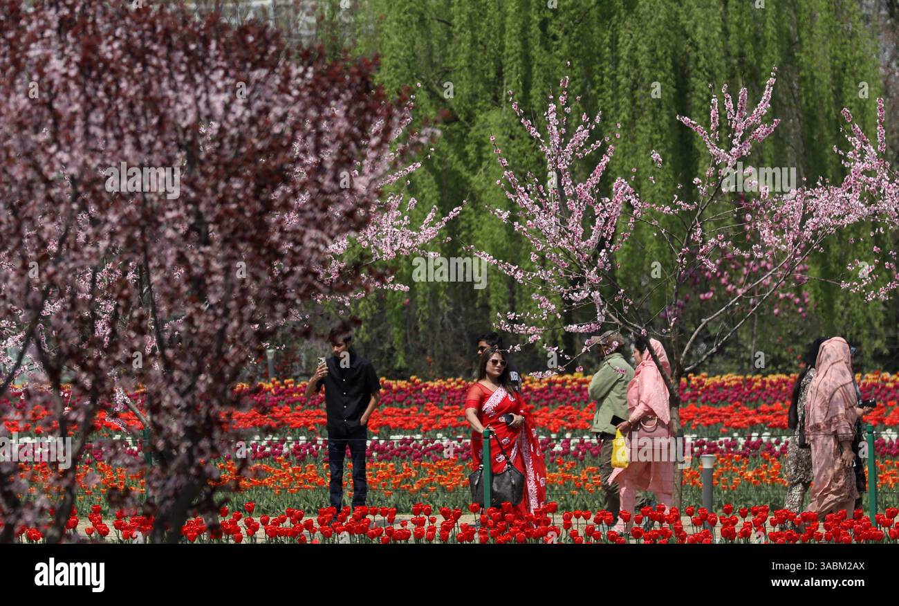 Jardin de tulipes à Srinagar, Inde visiteurs à l'intérieur du jardin de tulipes au pied de la chaîne de montagnes Zabarwan à Srinagar, Inde, le 02 avril 2025. Le jardin de tulipes Indira Gandhi Memorial à Srinagar est réputé pour être le plus grand jardin de tulipes d Asie. Srinagar India Copyright : xMatrixxImages/DanishxIsmailx Banque D'Images