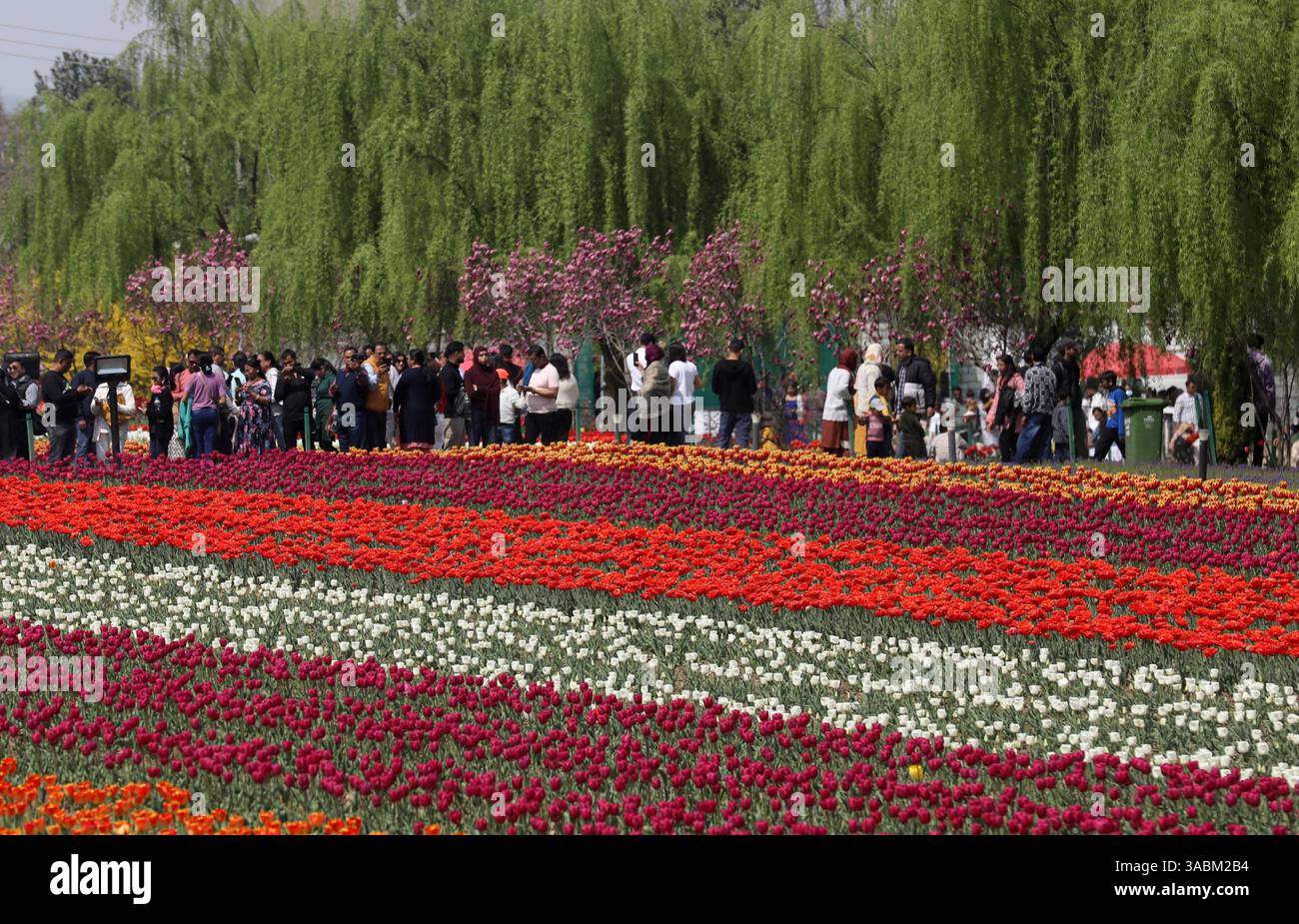Jardin de tulipes à Srinagar, Inde les fleurs de tulipes sont photographiées en pleine floraison alors que les visiteurs marchent à l'intérieur du jardin de tulipes au pied de la chaîne de montagnes Zabarwan à Srinagar, Inde, le 02 avril 2025. Le jardin de tulipes Indira Gandhi Memorial à Srinagar est réputé pour être le plus grand jardin de tulipes d Asie. Srinagar India Copyright : xMatrixxImages/DanishxIsmailx Banque D'Images